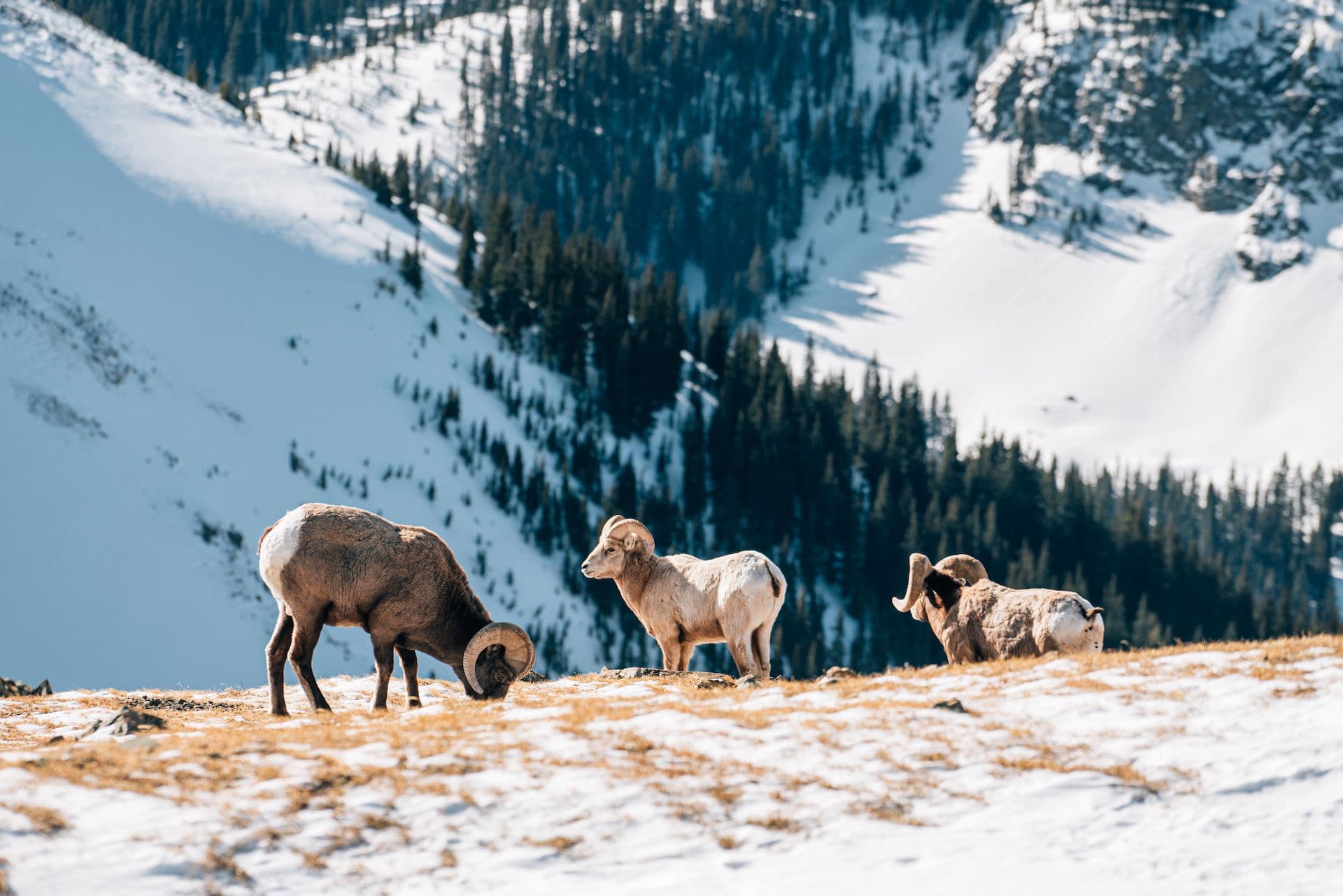 Three bighorn sheep on the ridgeline at Taos Ski Valley.