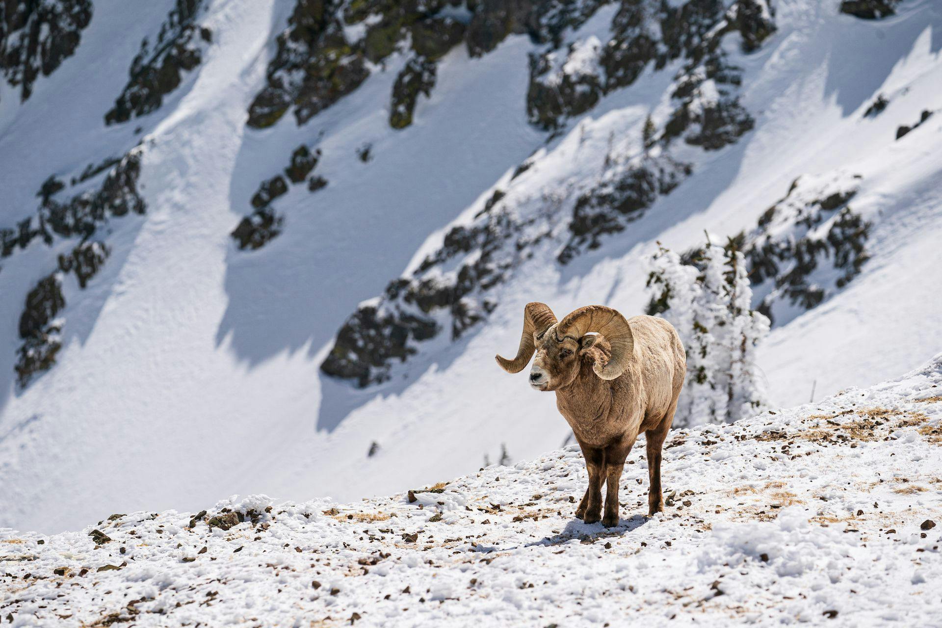 Bighorned sheep on kachina peak at taos ski valley